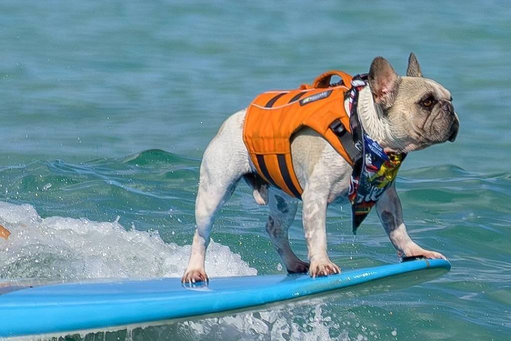 Lilo & Stitch: Dale, o buldogue francês que surfa no filme - 02/06/2025 - Bichos