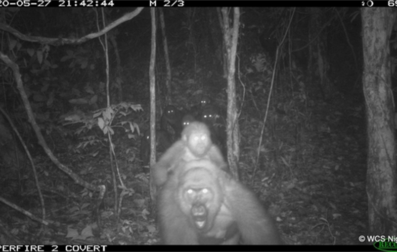 Gorila-do-Rio-Cross, um dos macacos mais raros do mundo.