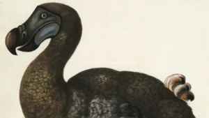 Dodô, espécie extinta.