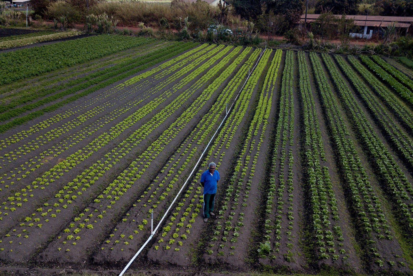 Agricultor trabalha no Núcleo Rural Vargem Bonita, em Brasília