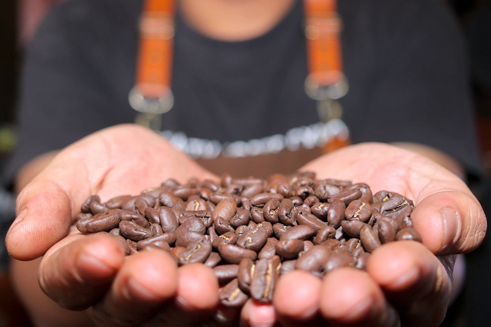 Duas mãos abertas seguram uma quantidade generosa de grãos de café torrados, com foco nos grãos e fundo desfocado mostrando parte do tronco de uma pessoa com avental marrom e camiseta preta.