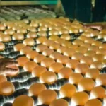 Capital nacional do ovo: Santa Maria de Jetibá produz 15 milhões de ovos por dia, movimentando a economia local e preservando a tradição familiar.