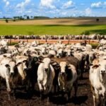 China aplicará cotas e tarifas de 55% à carne bovina importada; Brasil será afetado