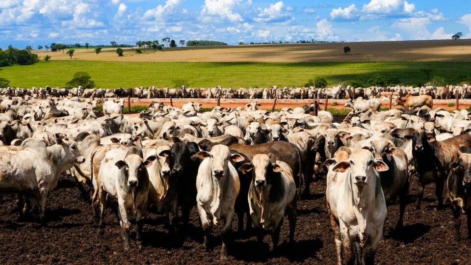 China aplicará cotas e tarifas de 55% à carne bovina importada; Brasil será afetado
