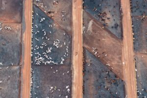 Animais criados para abate em fazenda de Barretos, no interior de São Paulo