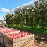 Bolsa Família dificulta contratação em pomares de maçã