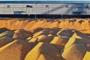 Diversos montes de grãos amarelos empilhados em área externa, com prédio industrial cinza ao fundo sob luz do dia.