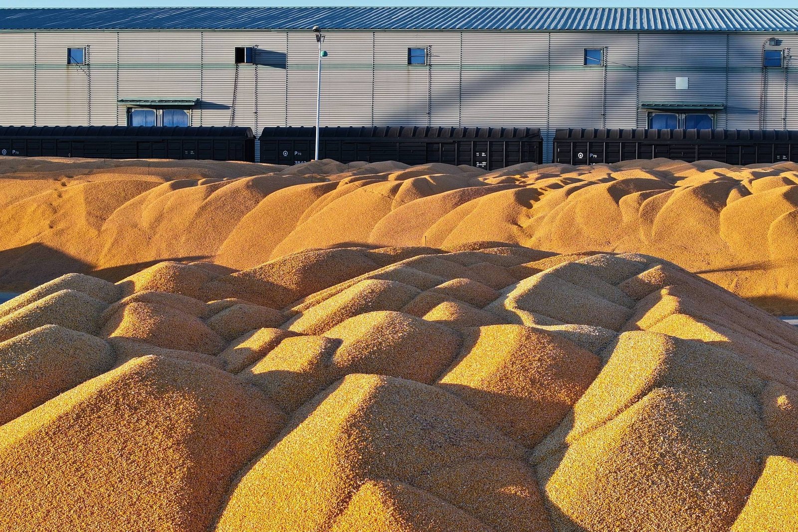 Diversos montes de grãos amarelos empilhados em área externa, com prédio industrial cinza ao fundo sob luz do dia.