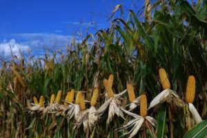 Várias espigas de milho maduras com folhas secas expostas em fileira, em plantação de milho sob céu azul com poucas nuvens.